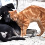 愛犬を救ってくれた樹木から抽出されたエキス その2