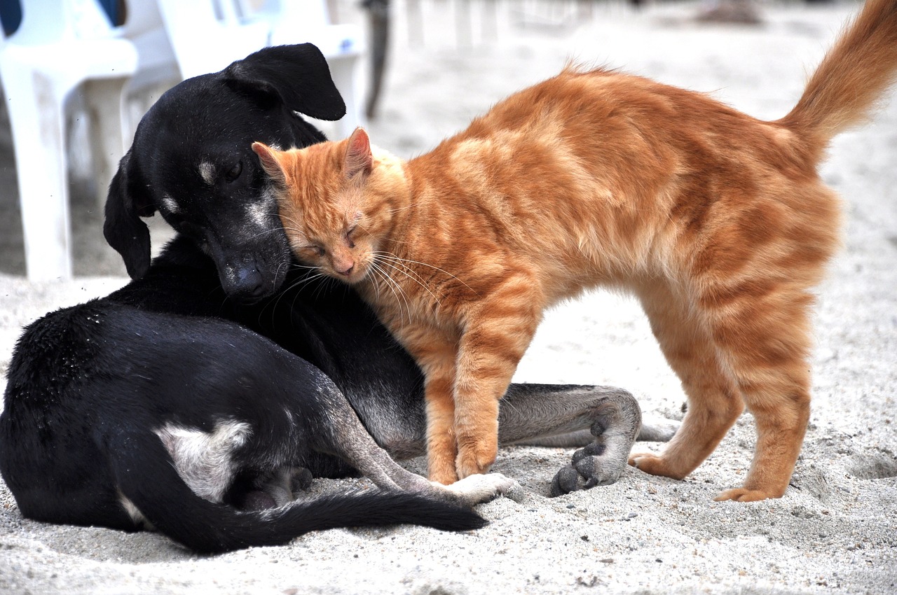 愛犬を救ってくれた樹木から抽出されたエキス